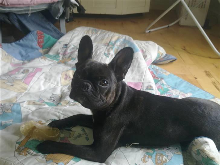 Fransk bulldog Ida - Ligger lige og leger.. billede 4