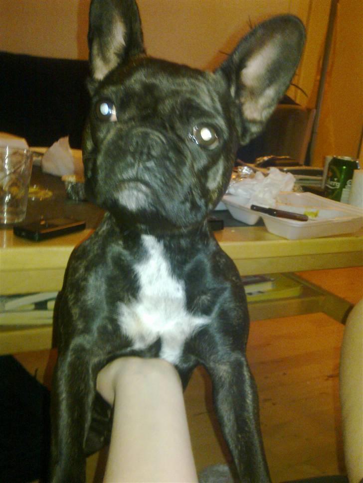 Fransk bulldog Ida - Jeg er da slet ikke nysgerig! billede 5