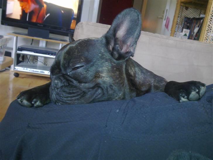 Fransk bulldog Ida - Det er hårdt at lege.. billede 6