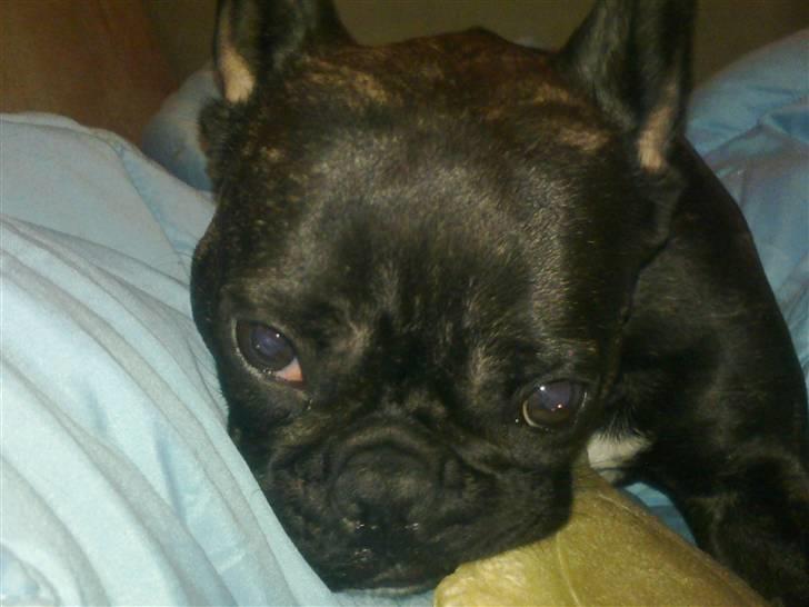 Fransk bulldog Ida - Mmm den er frisbee-bee smager rigtig godt.. billede 7