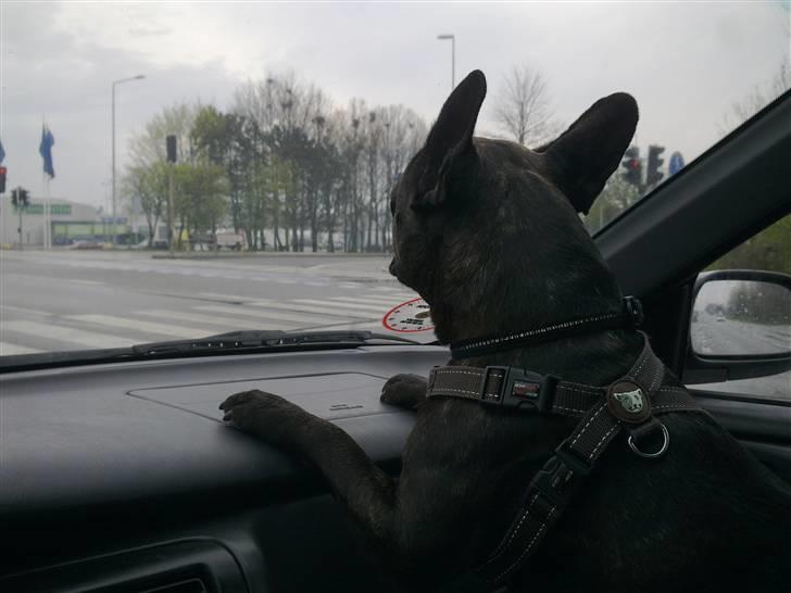 Fransk bulldog Ida - Ude og køre bil.! billede 8