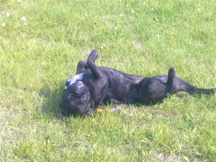 Fransk bulldog Ida - Ligger lige og ruller og nyder solen..  billede 9