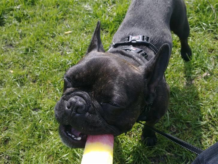 Fransk bulldog Ida - Mmm det er en god is.. billede 10