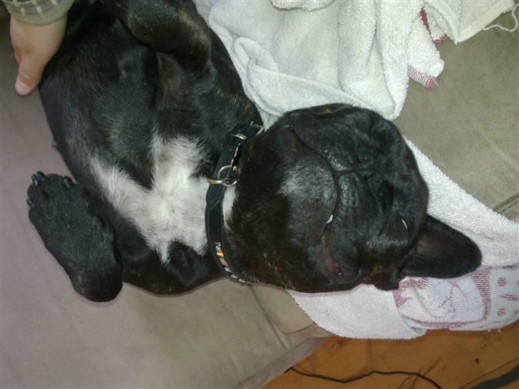 Fransk bulldog Ida - Ligger lige og slanger mig.. billede 11