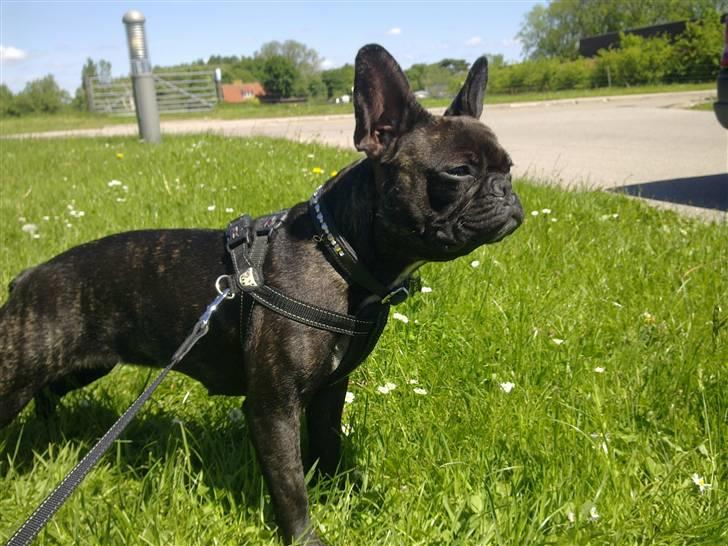 Fransk bulldog Ida - Ude og lege.. billede 12