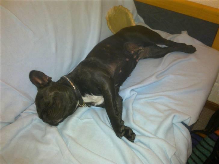 Fransk bulldog Ida - Ligger lige og får en morfar.. billede 14
