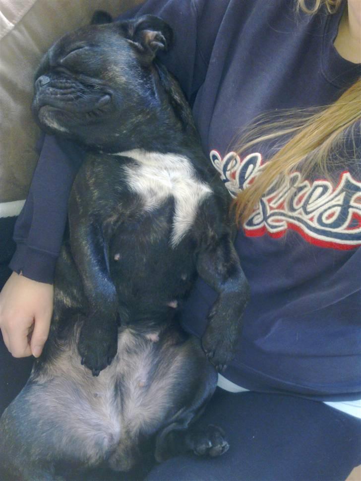 Fransk bulldog Ida - Hygger hos mor.. billede 15