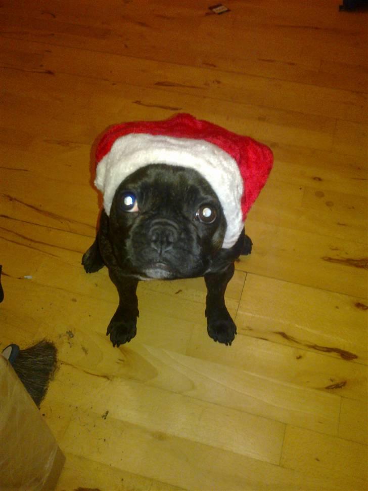 Fransk bulldog Ida - Ida i julen.. billede 16