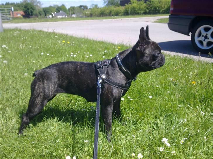 Fransk bulldog Ida - Ude og lege og fået øje på noget spændende..  billede 17