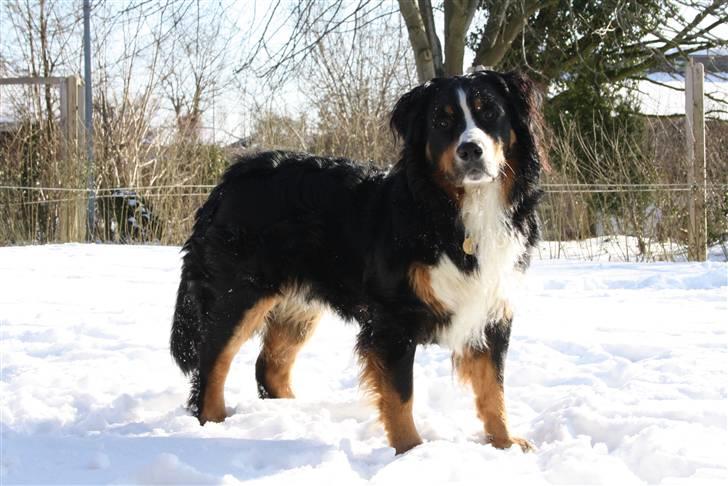 Berner sennenhund Baloo billede 1