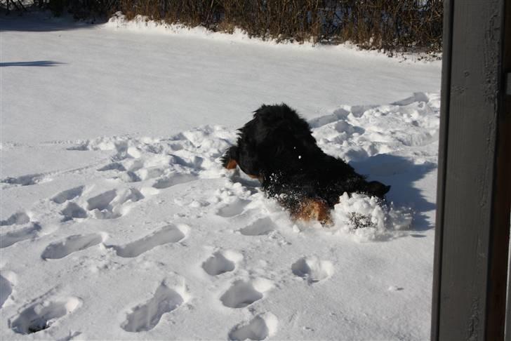 Berner sennenhund Baloo billede 2