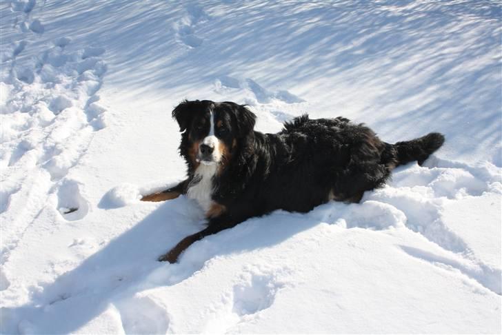 Berner sennenhund Baloo billede 3