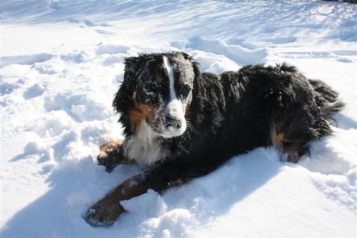 Berner sennenhund Baloo billede 4