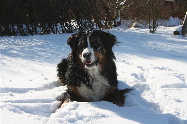 Berner sennenhund Baloo billede 5