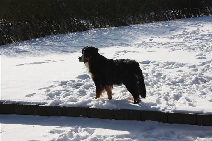 Berner sennenhund Baloo billede 6