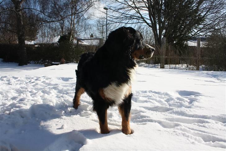 Berner sennenhund Baloo billede 7