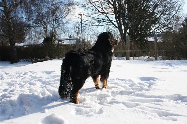 Berner sennenhund Baloo billede 8