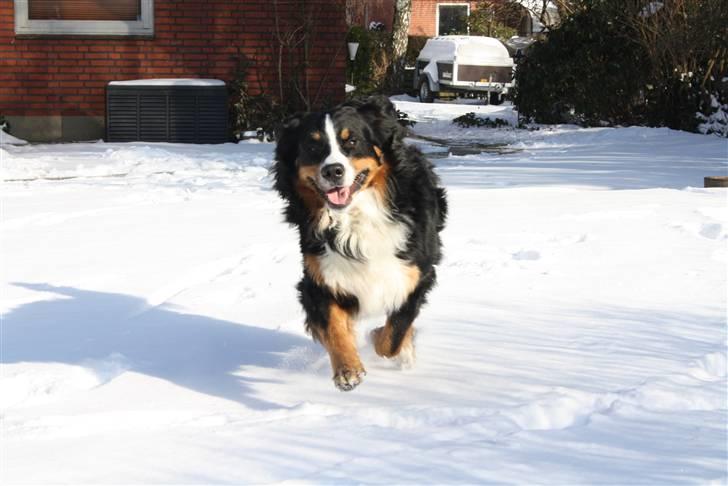 Berner sennenhund Baloo billede 9