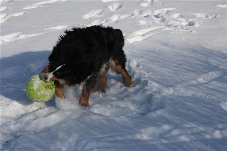 Berner sennenhund Baloo billede 10