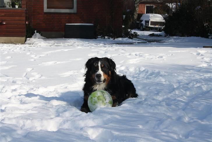 Berner sennenhund Baloo billede 11