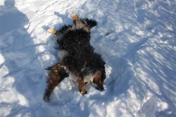 Berner sennenhund Baloo billede 12