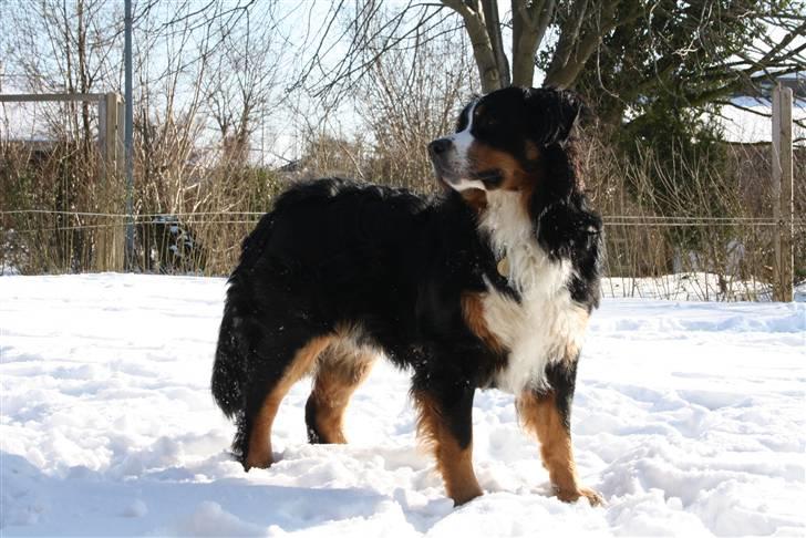Berner sennenhund Baloo billede 13