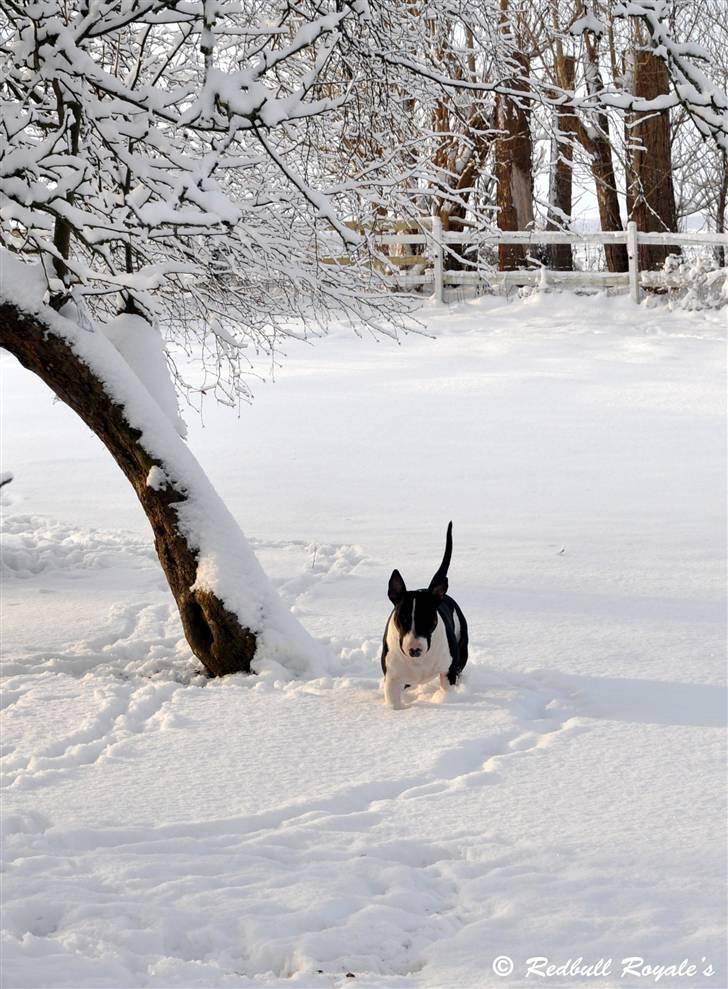 Bullterrier                   William billede 20