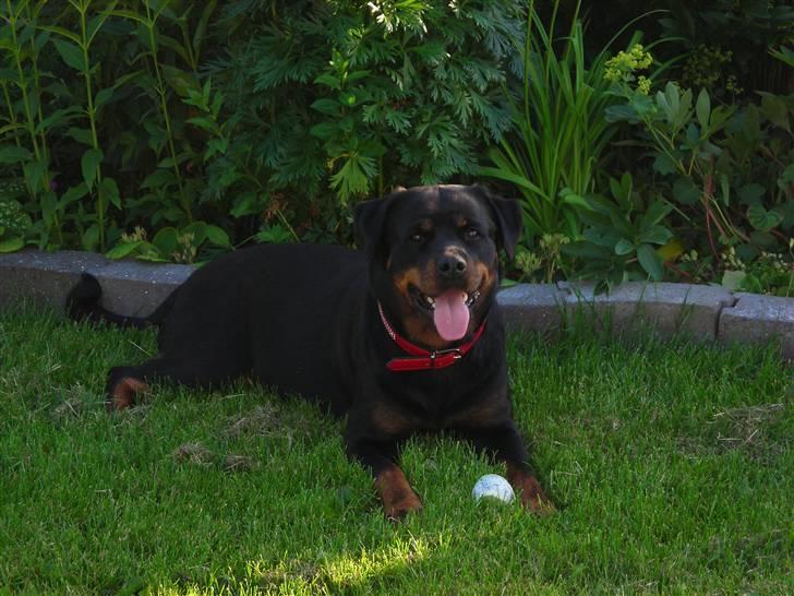 Rottweiler Nugga Chitta Hartmann billede 5