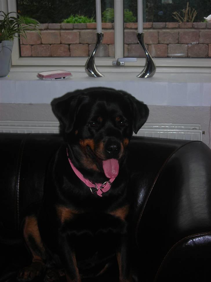 Rottweiler Nugga Chitta Hartmann billede 6