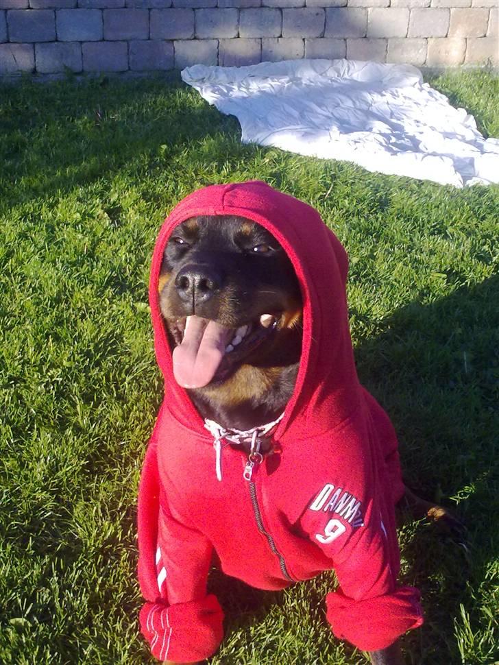 Rottweiler Nugga Chitta Hartmann - min dejlige lille gangster nugga ;) billede 7