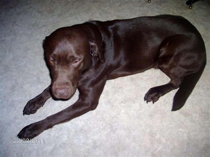 Labrador retriever Basse billede 2