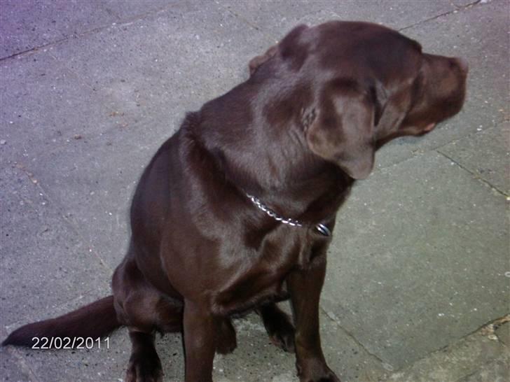 Labrador retriever Basse billede 3