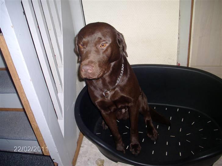 Labrador retriever Basse billede 5