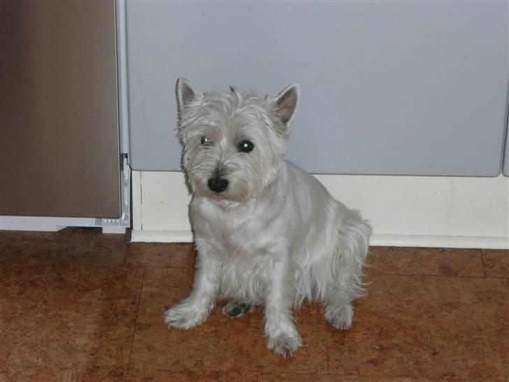 West highland white terrier Mollie billede 1