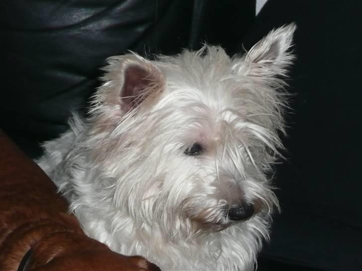 West highland white terrier Mollie billede 2