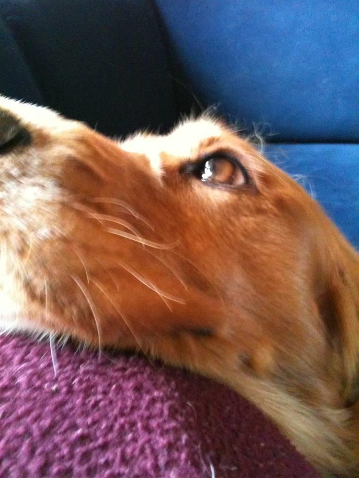 Cocker spaniel Chico billede 19