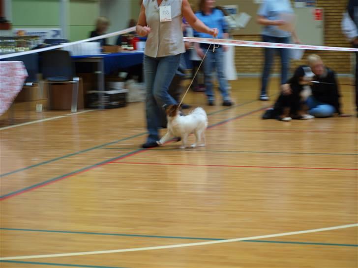 Phalene bella  *Chéri* - det er fra den første udstilling (min mor går med hende) jeg ved godt at kvaliteten ikke er så god billede 20