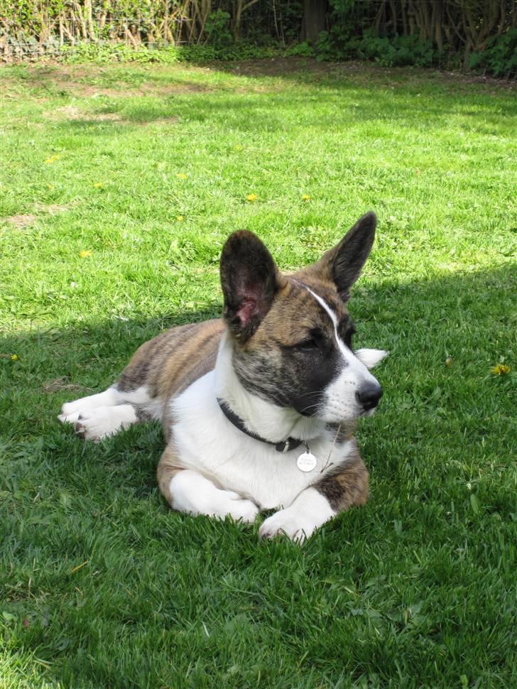 Welsh corgi cardigan Gizmo billede 8