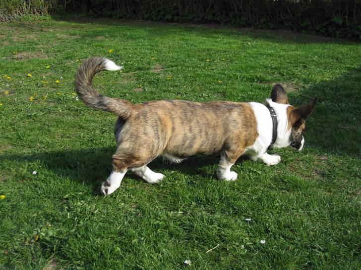 Welsh corgi cardigan Gizmo billede 9