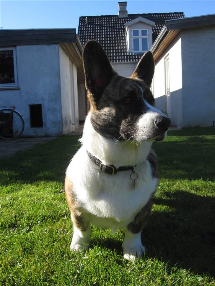 Welsh corgi cardigan Gizmo billede 10