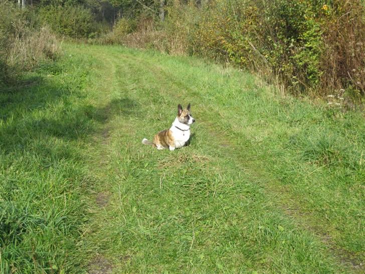 Welsh corgi cardigan Gizmo billede 11