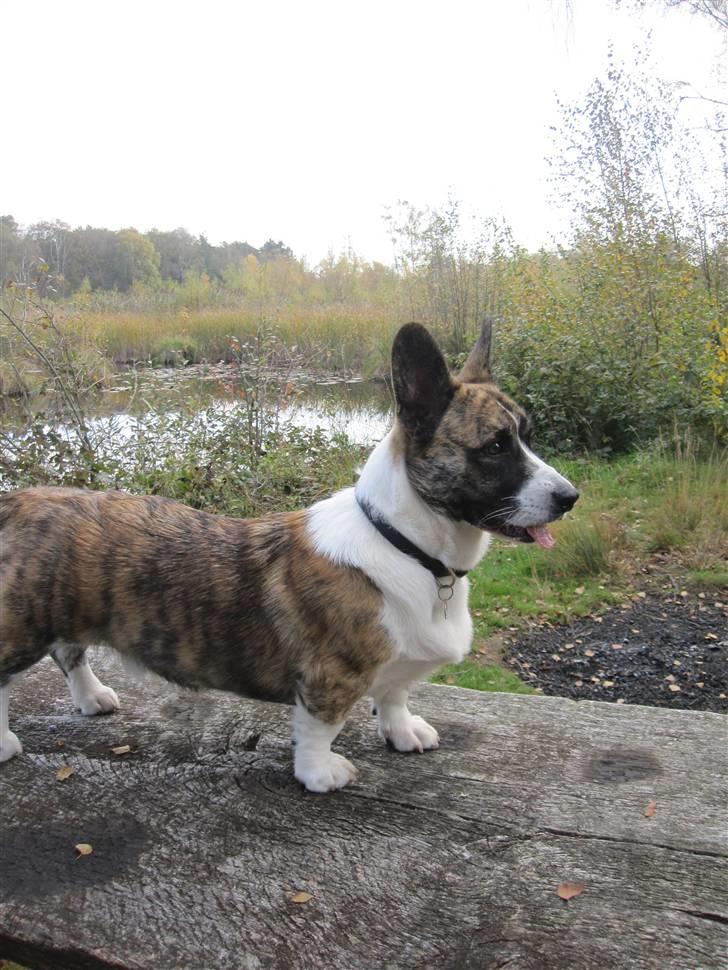 Welsh corgi cardigan Gizmo billede 12