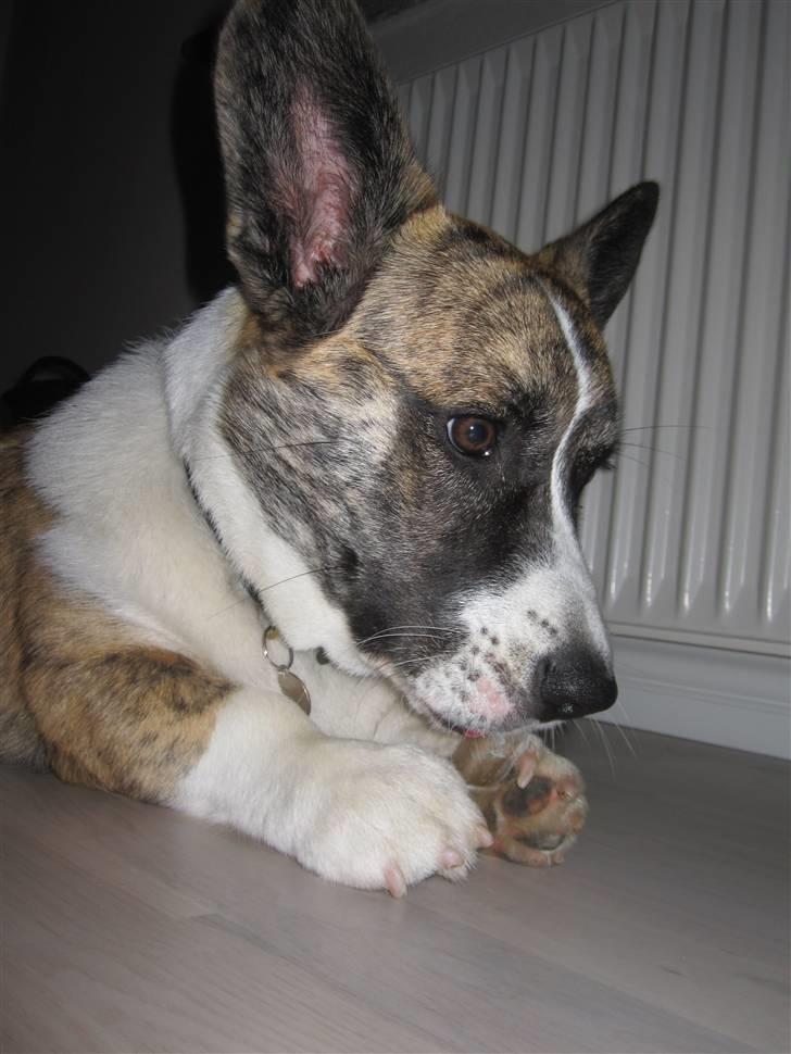 Welsh corgi cardigan Gizmo billede 13