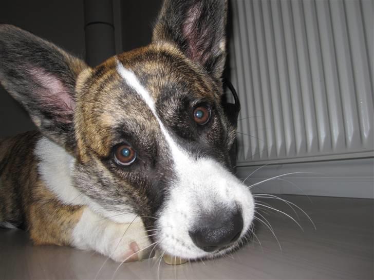 Welsh corgi cardigan Gizmo billede 14