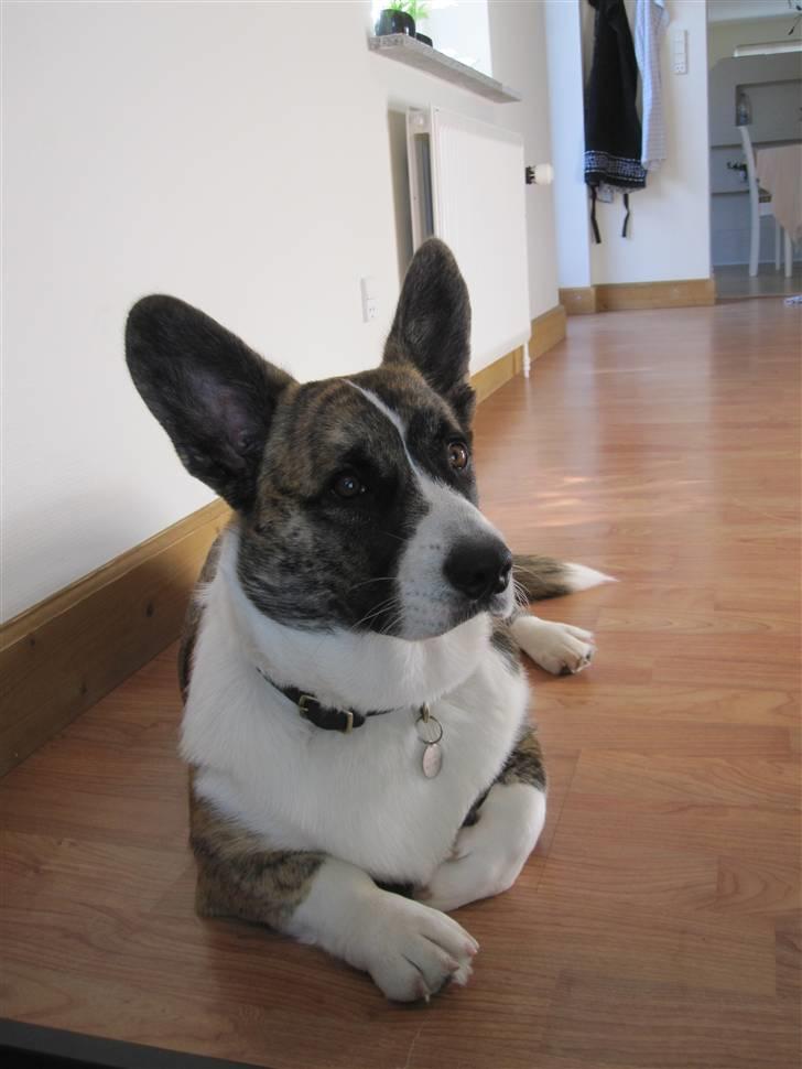 Welsh corgi cardigan Gizmo billede 15