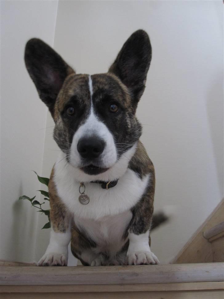 Welsh corgi cardigan Gizmo billede 16