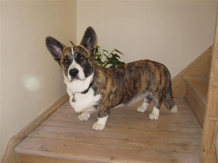 Welsh corgi cardigan Gizmo billede 17