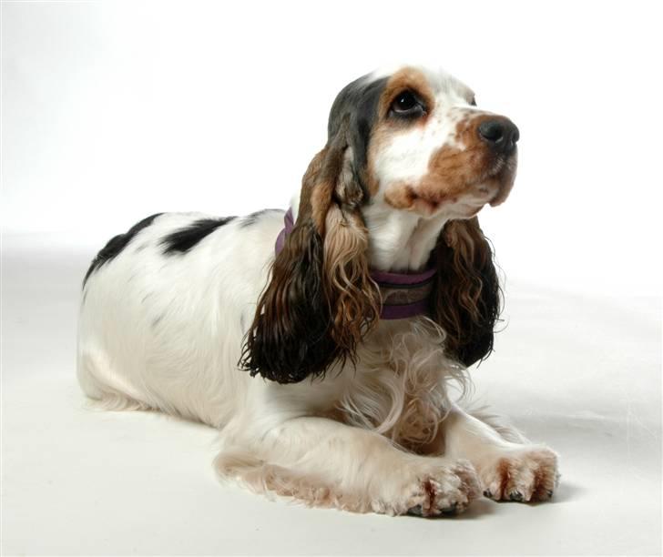 Cocker spaniel Vanilla Joy Dream Design - Ditte billede 9