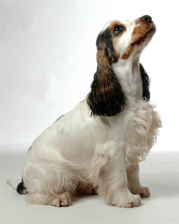 Cocker spaniel Vanilla Joy Dream Design - Ditte billede 10