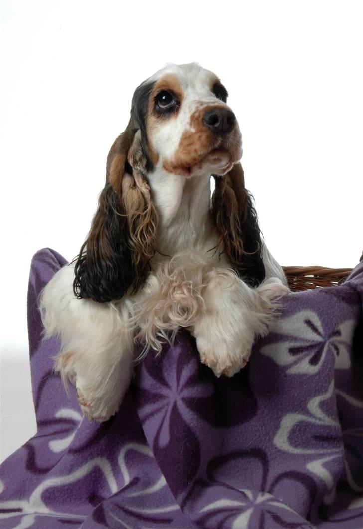 Cocker spaniel Vanilla Joy Dream Design - Ditte billede 8